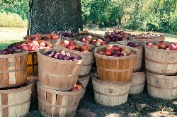 Bushels of Apples in front of a tree